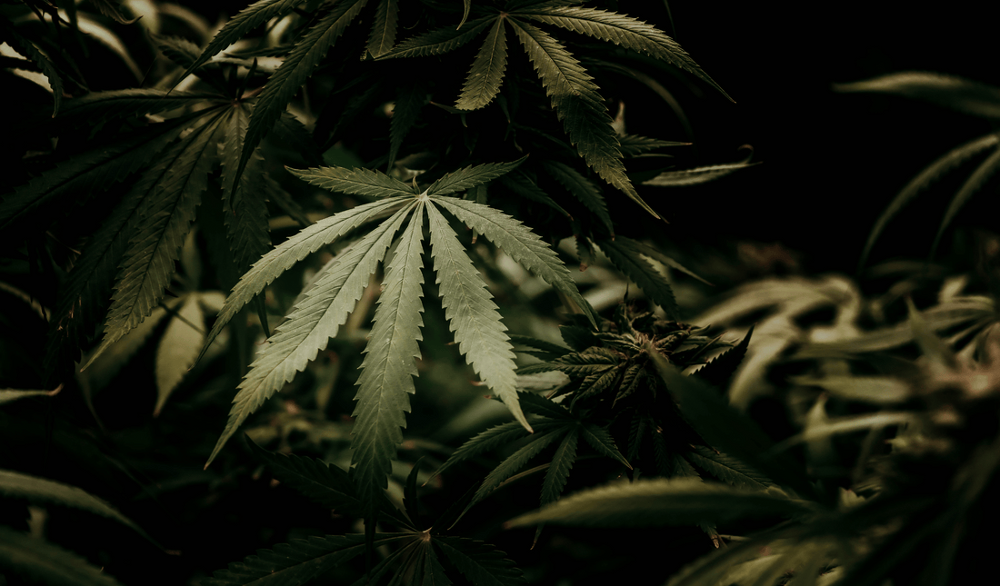 Exploring the Facts: THCA's Legal Status in Tennessee