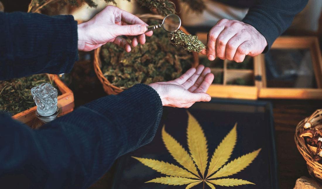 Navigating the Path to Success: Steps to Open a Smoky Grass Station Franchise