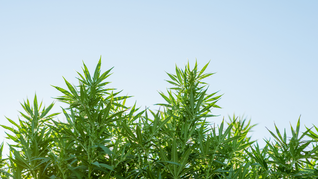 The Smoky Grass Station: Unveiling the World of THCA Products and Strains